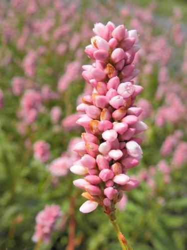 Pennsylvania Smartweed (Polygonum pensylvaticum)