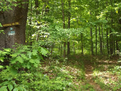 trail at Boston Lot in western New Hampshire