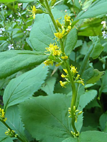Zigzag Goldenrod