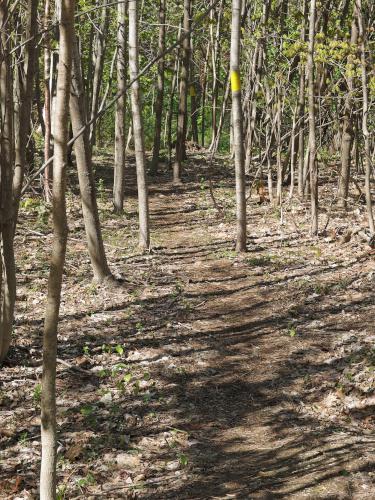 trail in May at Bovenzi Park in northeast Massachusetts