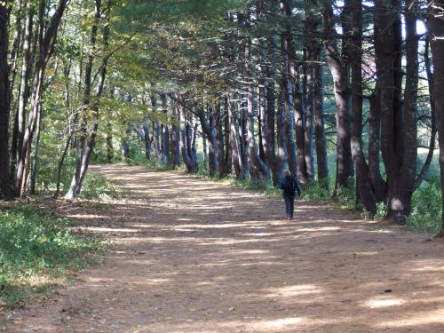 tree fence at Bowers Springs Conservation Area in northeastern Massachusetts