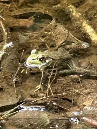 Green Frog (Rana clamitans) in July at Bradbury Mountain near Freeport in southwest Maine
