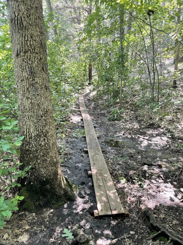 trail in August at Breakheart Reservation in eastern Massachusetts