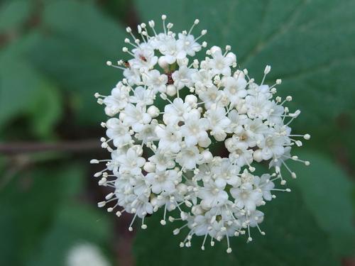 Maple-leaved Viburnum
