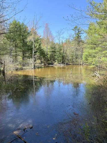 pond in April at Brown Brook Forest in southeast NH