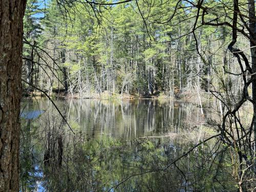 trailside pond in April at Brown Brook Forest in southeast NH