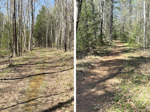 trails in April at Brown Brook Forest in southeast NH