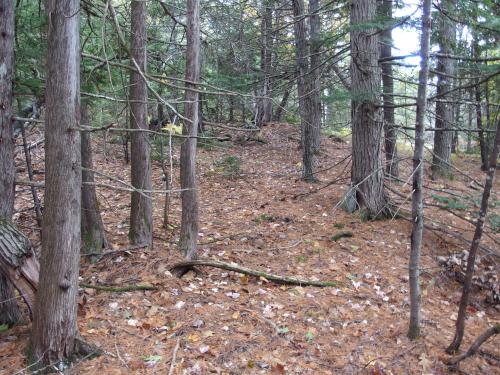 woods at Browns Ledge in western Maine