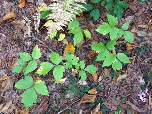 poison ivy on the trail to Bruin Hill near North Andover in eastern Massachusetts