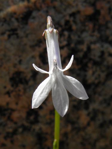 Water Lobelia (Lobelia dortmanna)