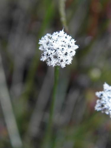 Sevenangle Pipewort (Eriocaulon aquaticum)