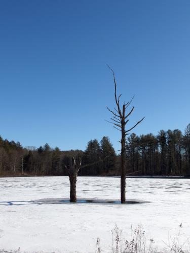 Buck Hill Pond in January at Buck Hill in eastern Massachusetts