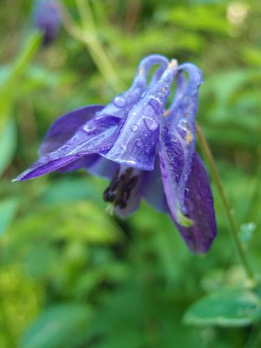 European Columbine (Aquilegia vulgaris) alongside the trail to Burke Mountain in Vermont