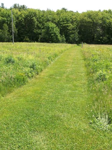 grassy trail in June at Burncoat Hill near Spencer MA