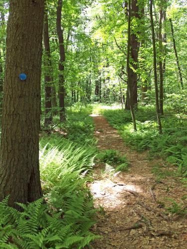 trail at Burncoat Hill near Spencer MA