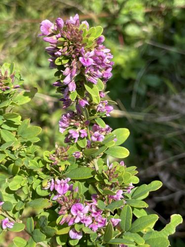 Violet Lespedeza