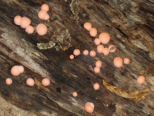 Wolf's Milk Slime (Lycogala epidendrum)