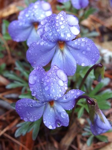 Birdsfoot Violet