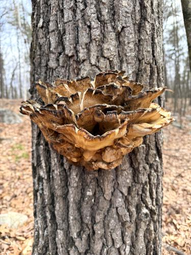 mushroom in March at Calitri Conservation Area in southern NH