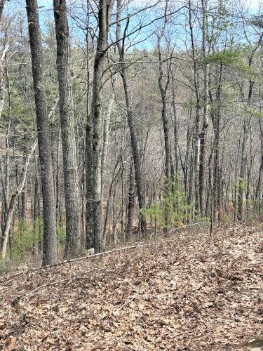 view in March at Calitri Conservation Area in southern NH