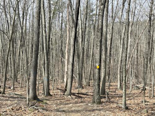 woods in March at Calitri Conservation Area in southern NH
