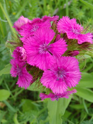 China Pink Dianthus (Dianthus chinensis)