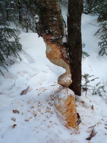 beaver work at Lonesome Lake in New Hampshire
