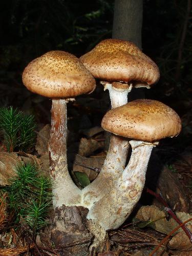 Tricholoma Mushroom