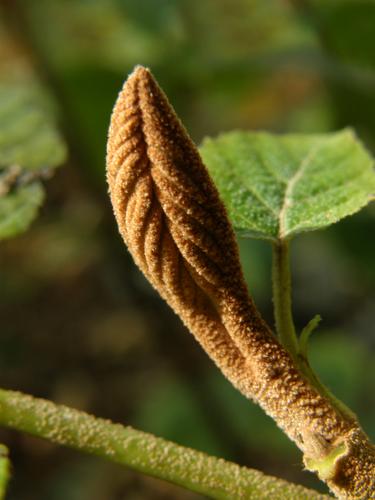 Hobblebush bud