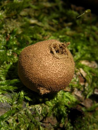 Pear-shaped Puffball