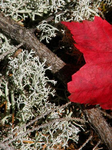 Reindeer Lichen