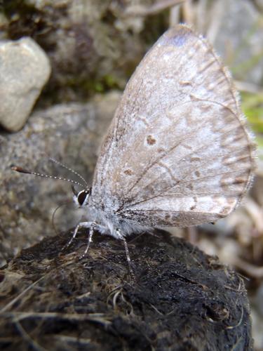 probably: Spring Azure (Celastrina ladon) butterfly