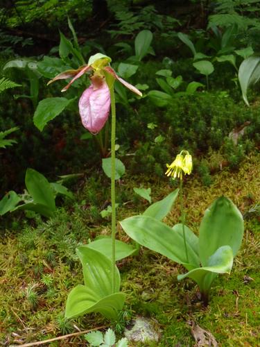 roadside flowers in June on the drive to Caribou Mountain in Maine