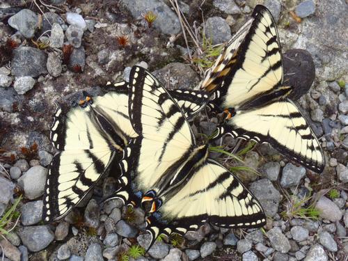 Canadian Tiger Swallowtail (Papilio canadensis)