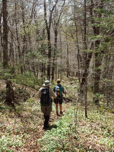 hiker on the trail to Carr Mountain in New Hampshire