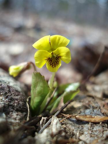 Round-leaved Yellow Violet (Viola rotundifolia)