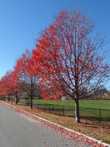 colorful trees alongside Carter Hill Road at North Andover in Massachusetts