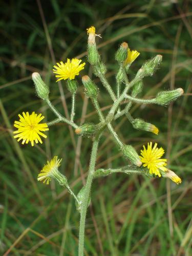 Rough Hawkweed flowers