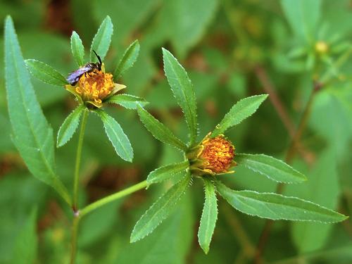 Devil's Beggar-ticks (Bidens frondosa) in August on Catamount Hill at Bear Brook State Park in southern New Hampshire