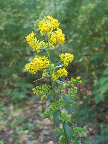 Downy Goldenrod flower