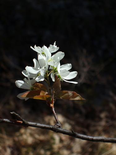 Shadbush flower