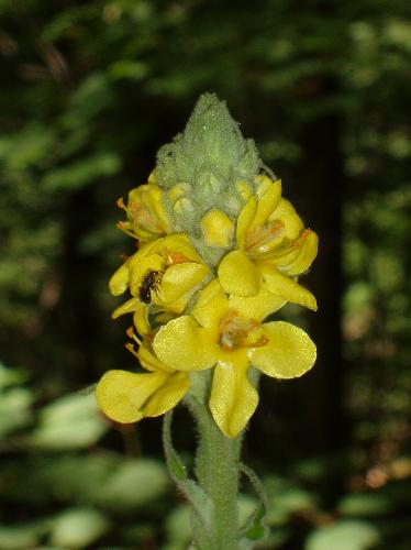 Common Mullein flower