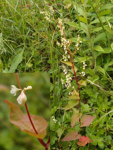 Fringed Bindweed