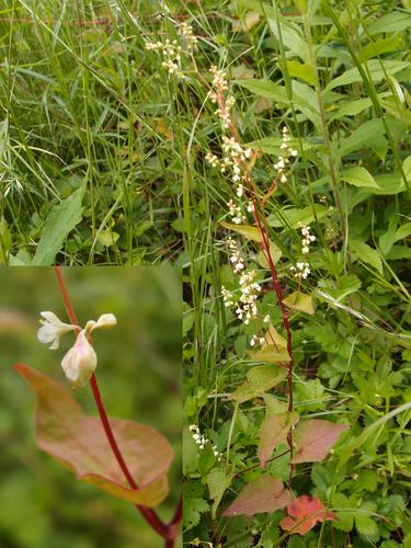 Fringed Bindweed (Polygonum cilinode)