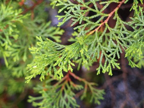 Atlantic White Cedar (Chamaecyparis thyoides) at Manchester Cedar Swamp Preserve in New Hampshire