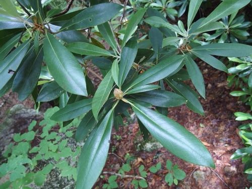 Giant Rhododendron (Rhododendron maximum) at Manchester Cedar Swamp Preserve in New Hampshire