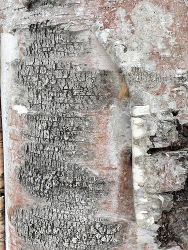 peeling bark in January of a dying White Birch at Center Harbor Woods near Center Harbor in central New Hampshire