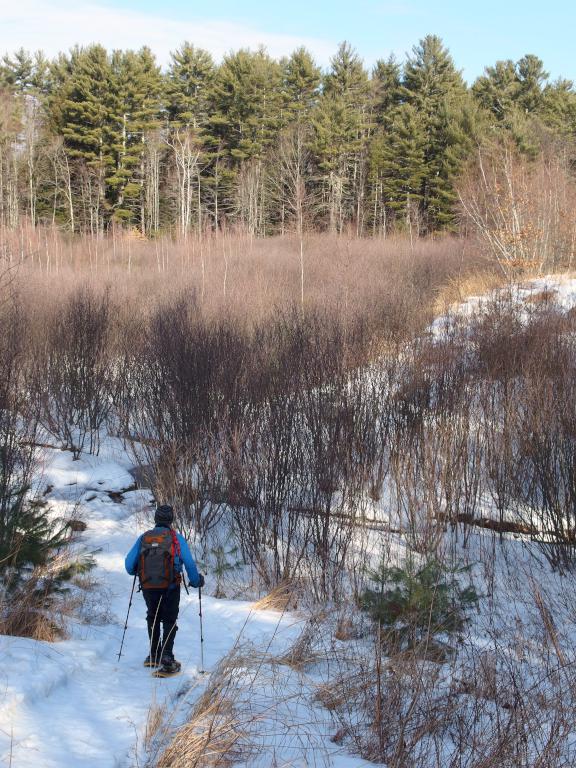 Dick in January at Champlin Forest near Rochester in southeastern New Hampshire