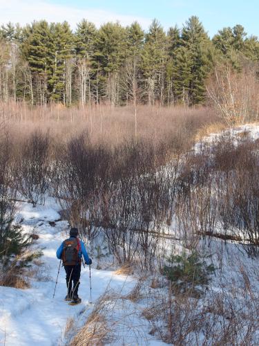 Dick in January at Champlin Forest near Rochester in southeastern New Hampshire