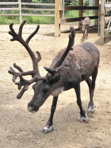 Caribou (Rangifer tarandus)